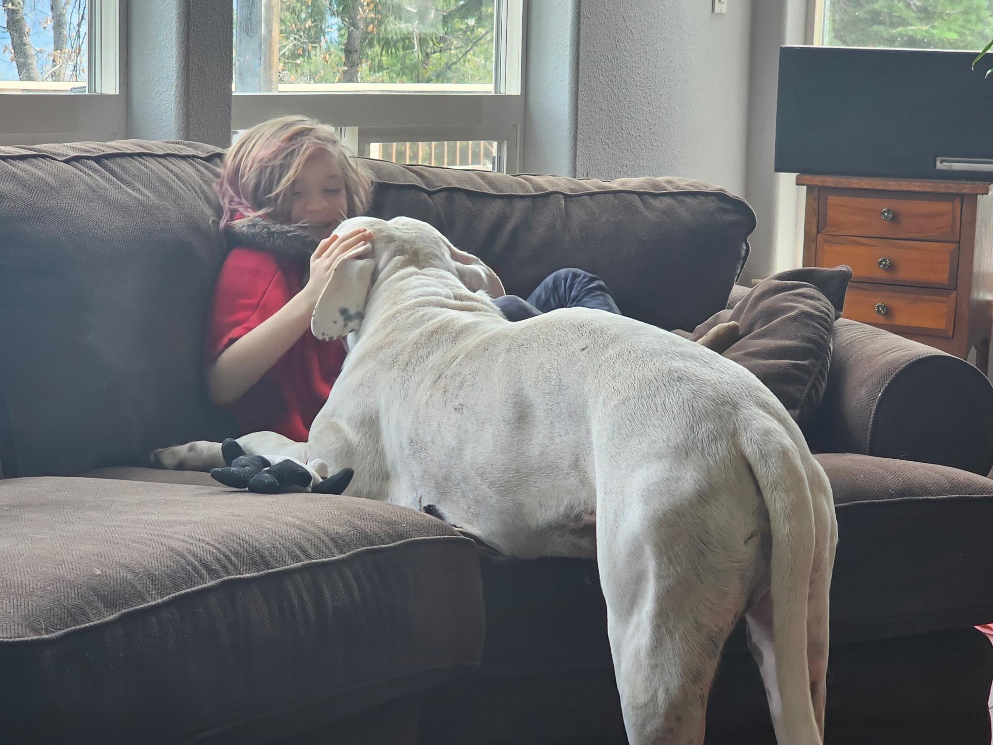 Simon, a Adoptable Dogo Argentino in Rough And Ready, CA image 2/5