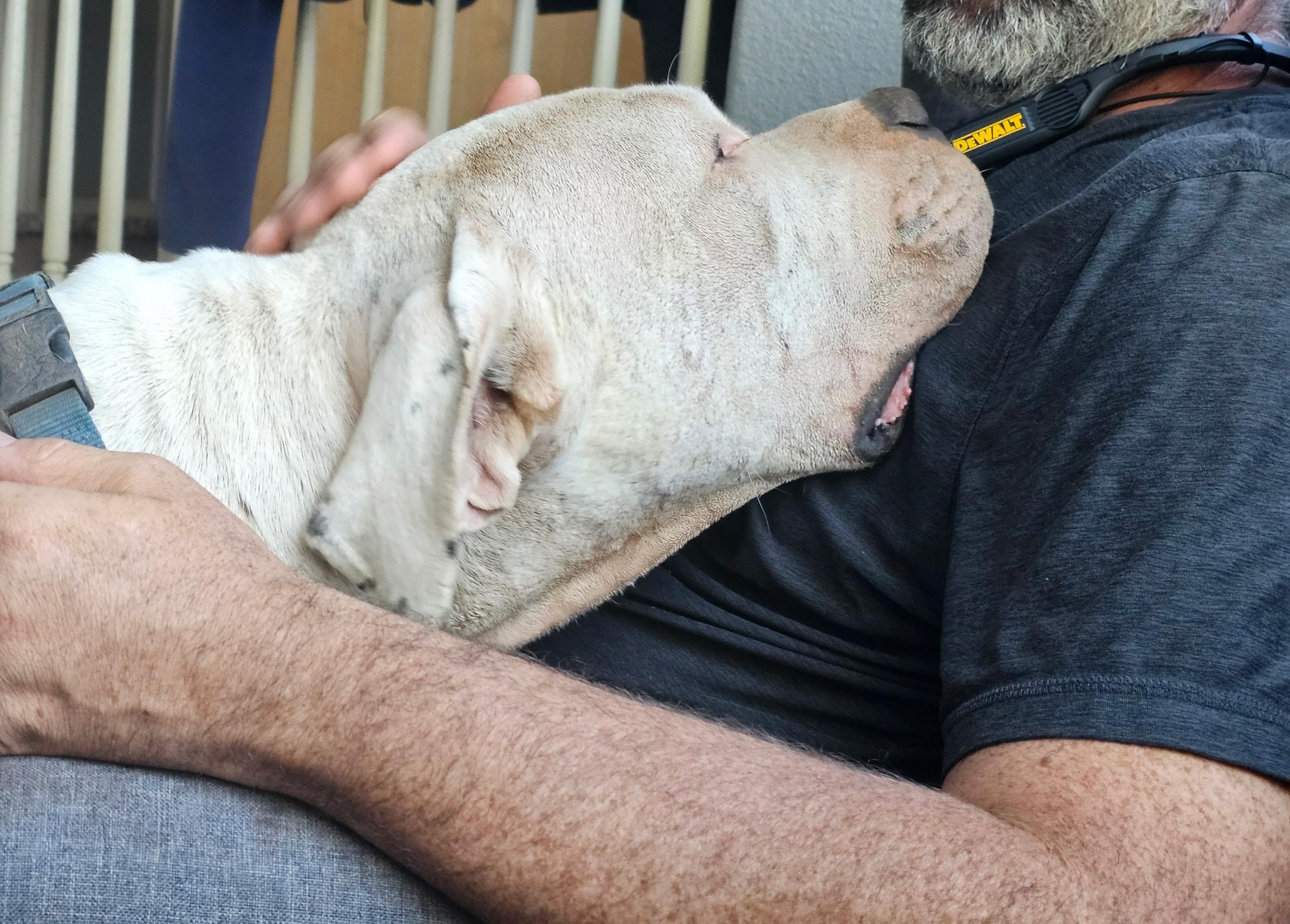 Simon, Adoptable, Adult Male Dogo Argentino.