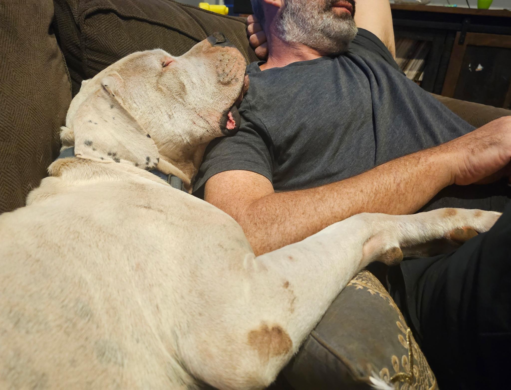 Simon, a Adoptable Dogo Argentino in Rough And Ready, CA image 3/5