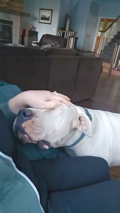 Enlarge Simon, a Adoptable Dogo Argentino in Rough And Ready, CA video 4/5