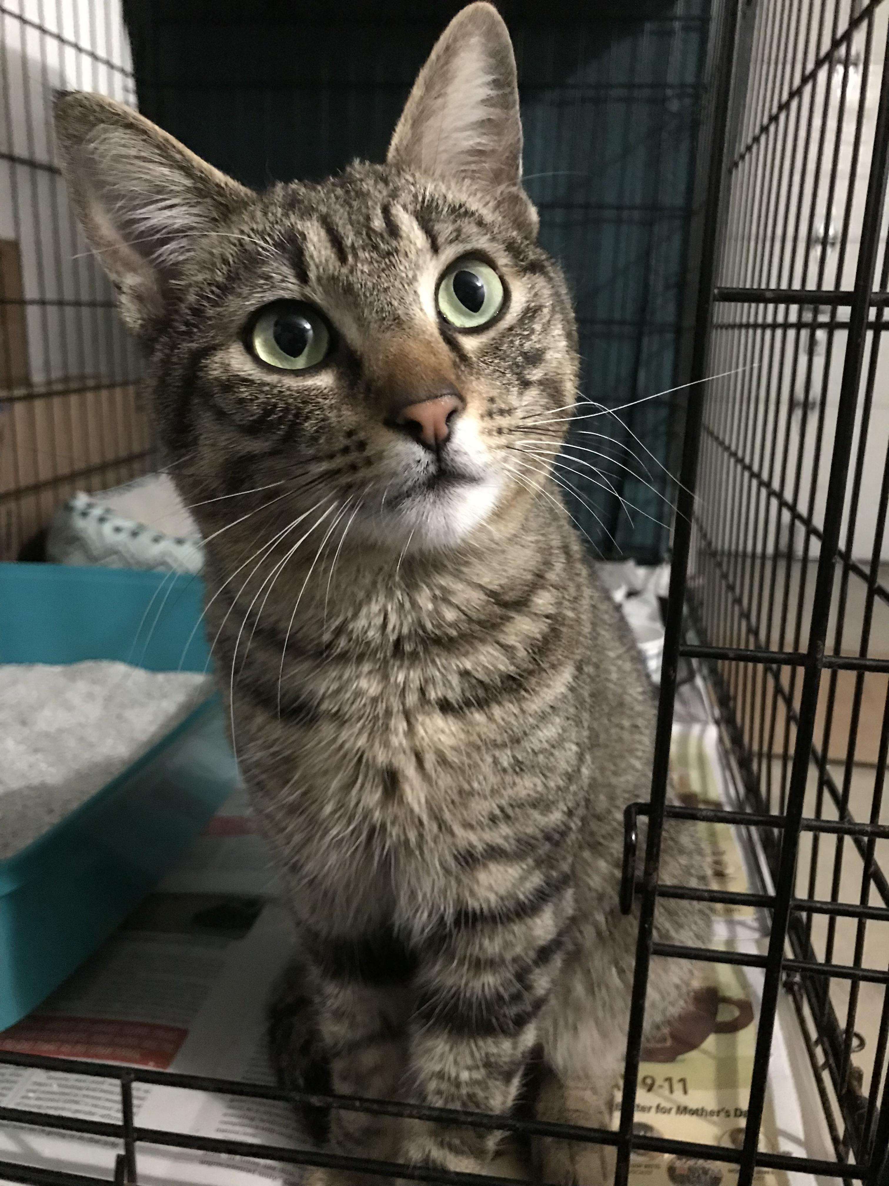 Archie, Adult Male unknown