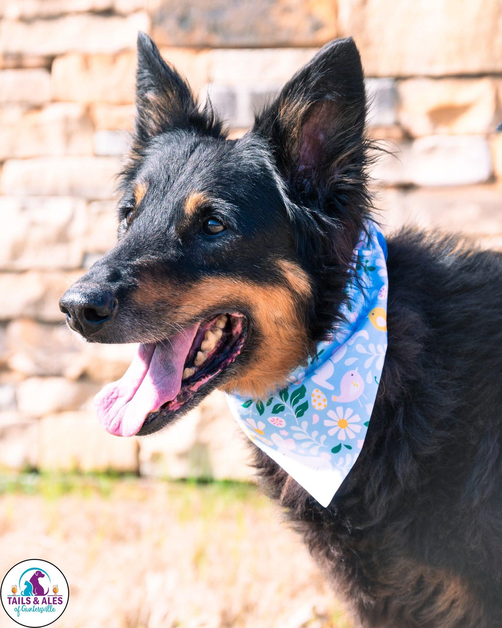 Precious, an adopted mixed breed in Guntersville, AL image 2/2