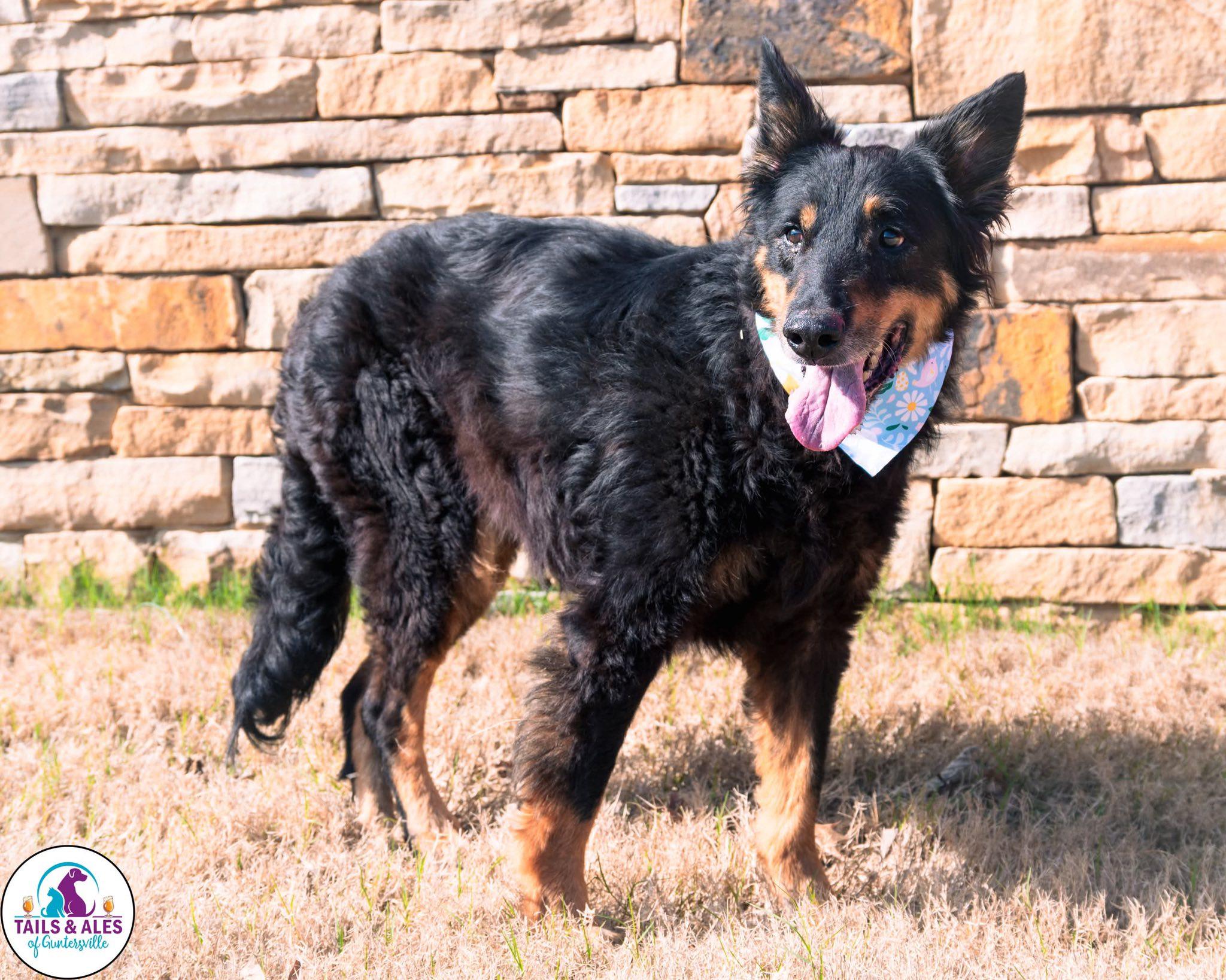 Precious, an adopted mixed breed in Guntersville, AL image 1/2