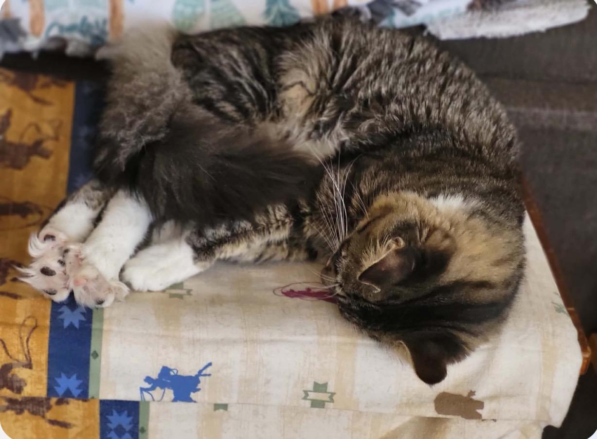 Enlarge Jasper and Delilah bonded brother and sister , a ADOPTABLE Domestic Short Hair in Enfield, CT image 4/4