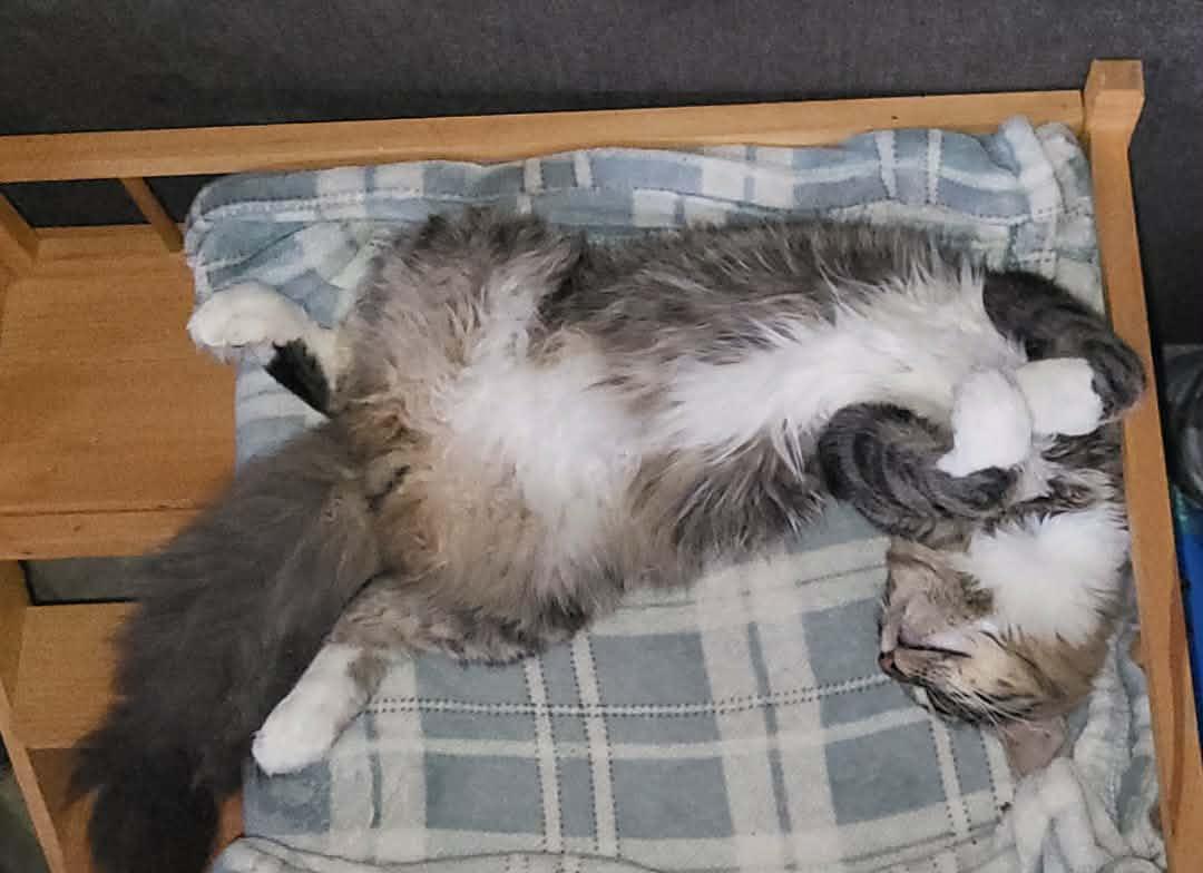 Enlarge Jasper and Delilah bonded brother and sister , a ADOPTABLE Domestic Short Hair in Enfield, CT image 3/4