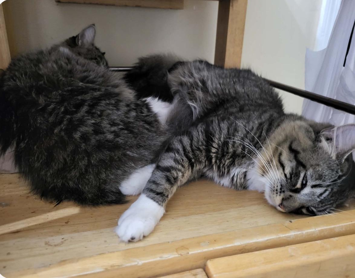 Enlarge Jasper and Delilah bonded brother and sister , a ADOPTABLE Domestic Short Hair in Enfield, CT image 1/4