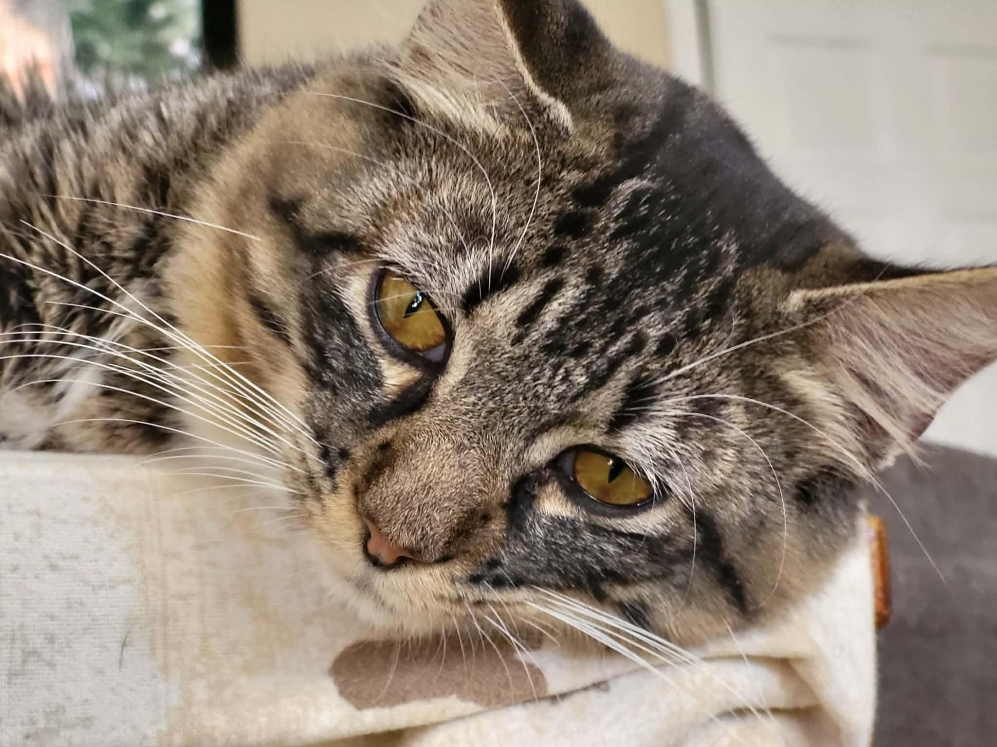 Enlarge Jasper and Delilah bonded brother and sister , a ADOPTABLE Domestic Short Hair in Enfield, CT image 2/4