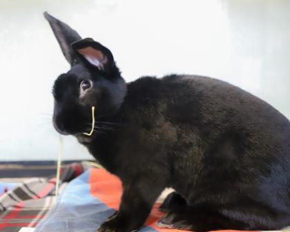 Enlarge Pete, a Adoptable mixed breed in West Seneca, NY image 1/3