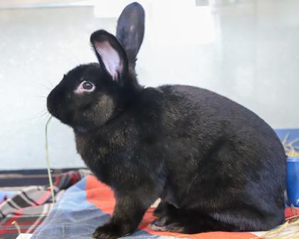 Enlarge Pete, a Adoptable mixed breed in West Seneca, NY image 2/3