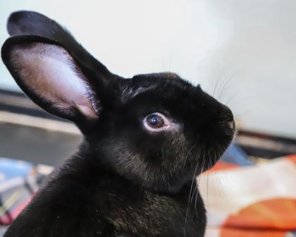 Enlarge Pete, a Adoptable mixed breed in West Seneca, NY image 3/3