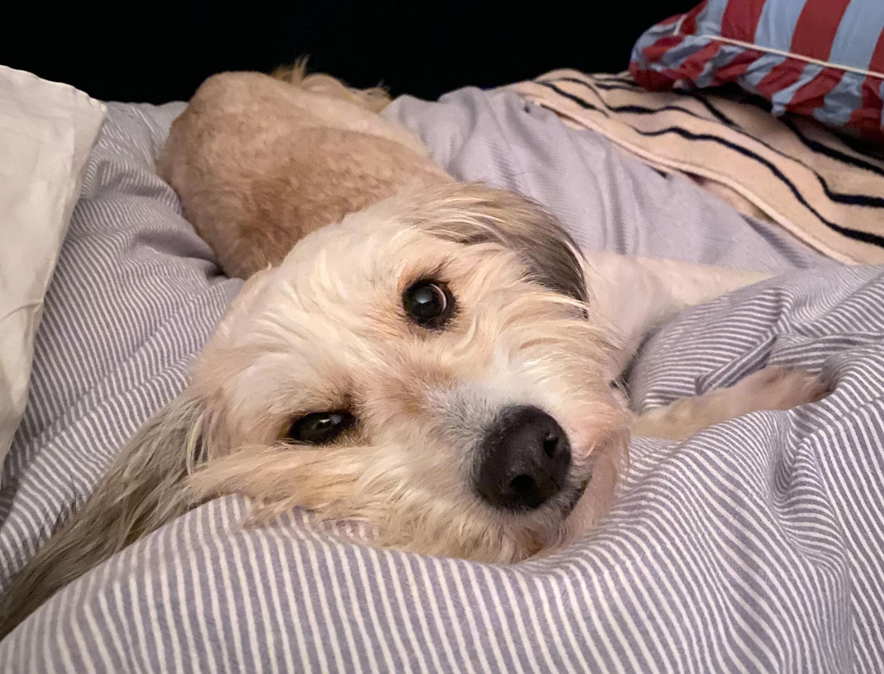 Enlarge Kuma, an adopted mixed breed in Brooklyn, NY image 4/5