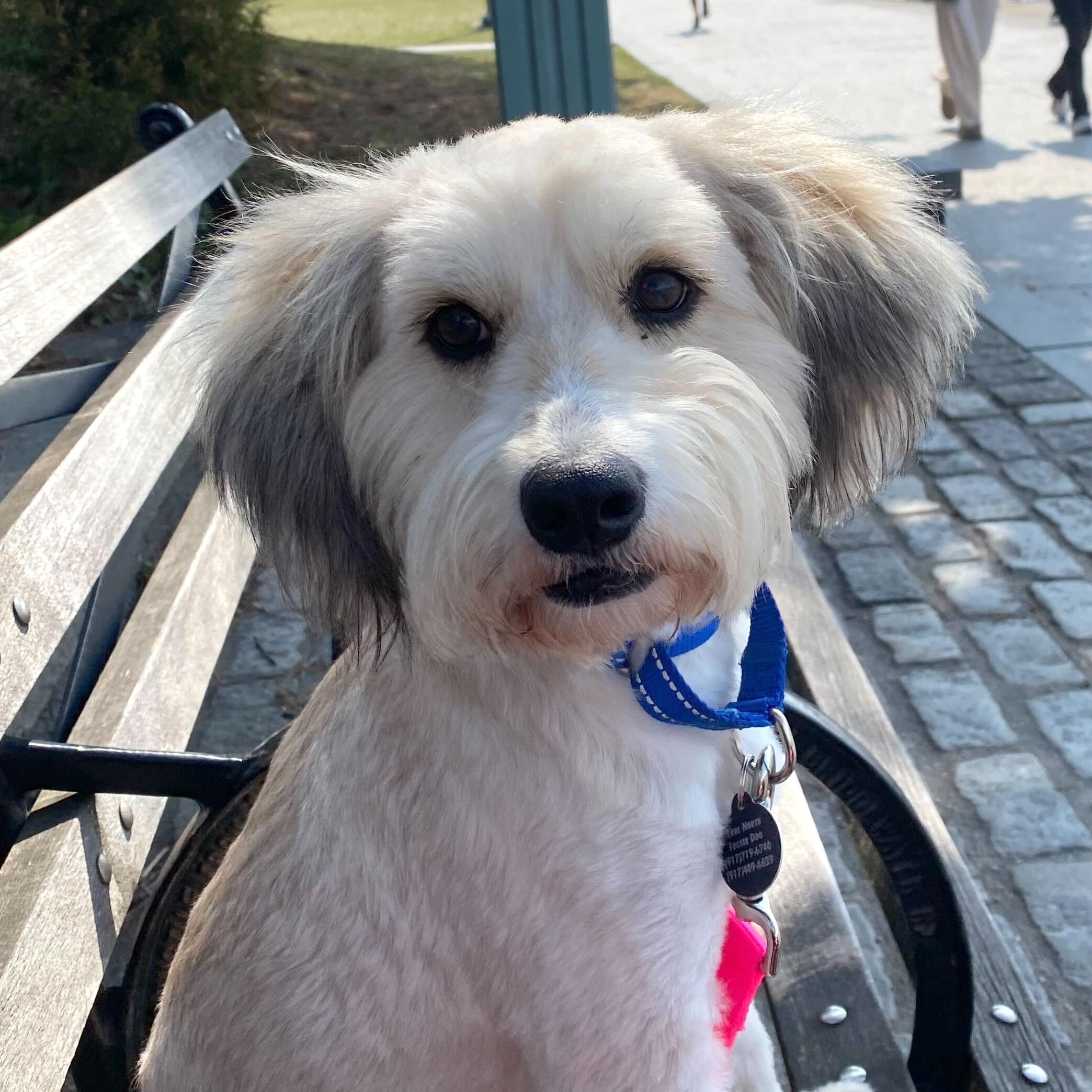 Enlarge Kuma, an adopted mixed breed in Brooklyn, NY image 1/5