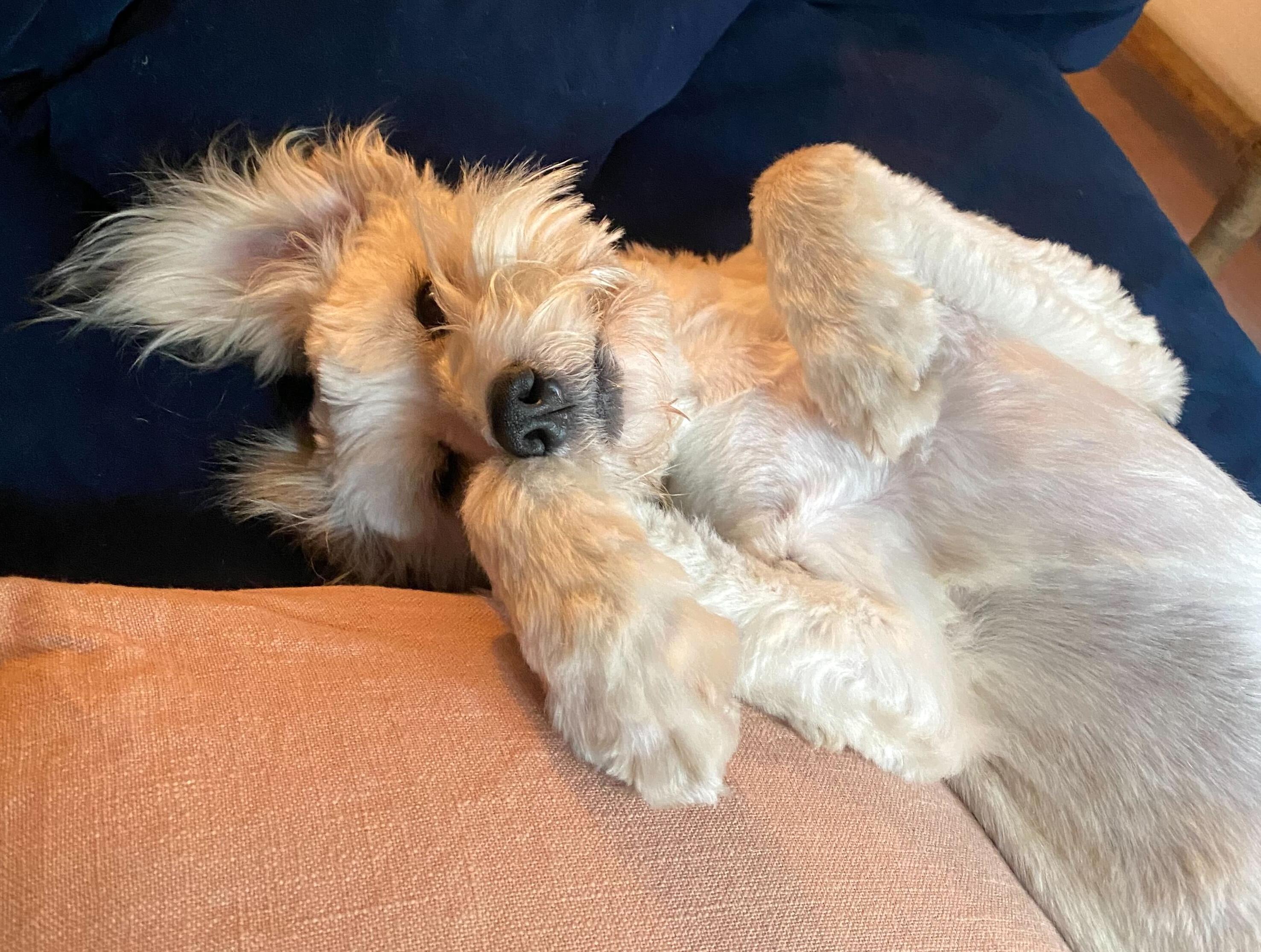 Enlarge Kuma, an adopted mixed breed in Brooklyn, NY image 2/5