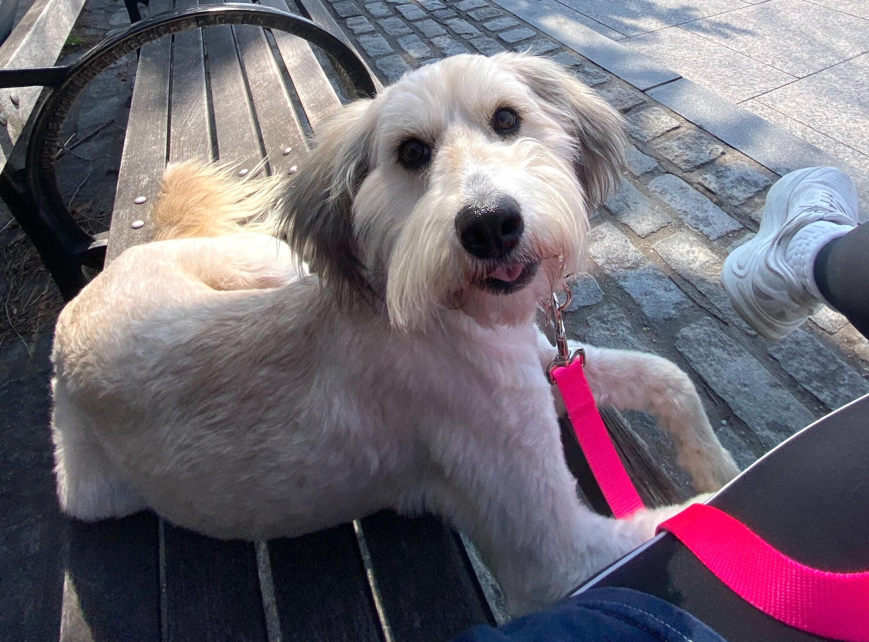 Enlarge Kuma, an adopted mixed breed in Brooklyn, NY image 3/5