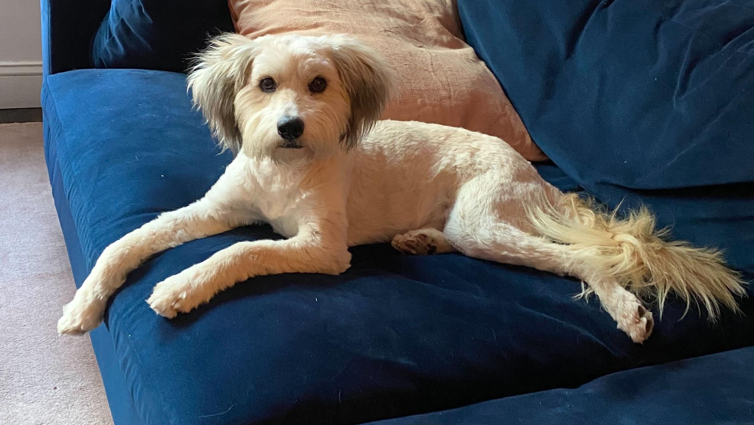 Enlarge Kuma, an adopted mixed breed in Brooklyn, NY image 5/5