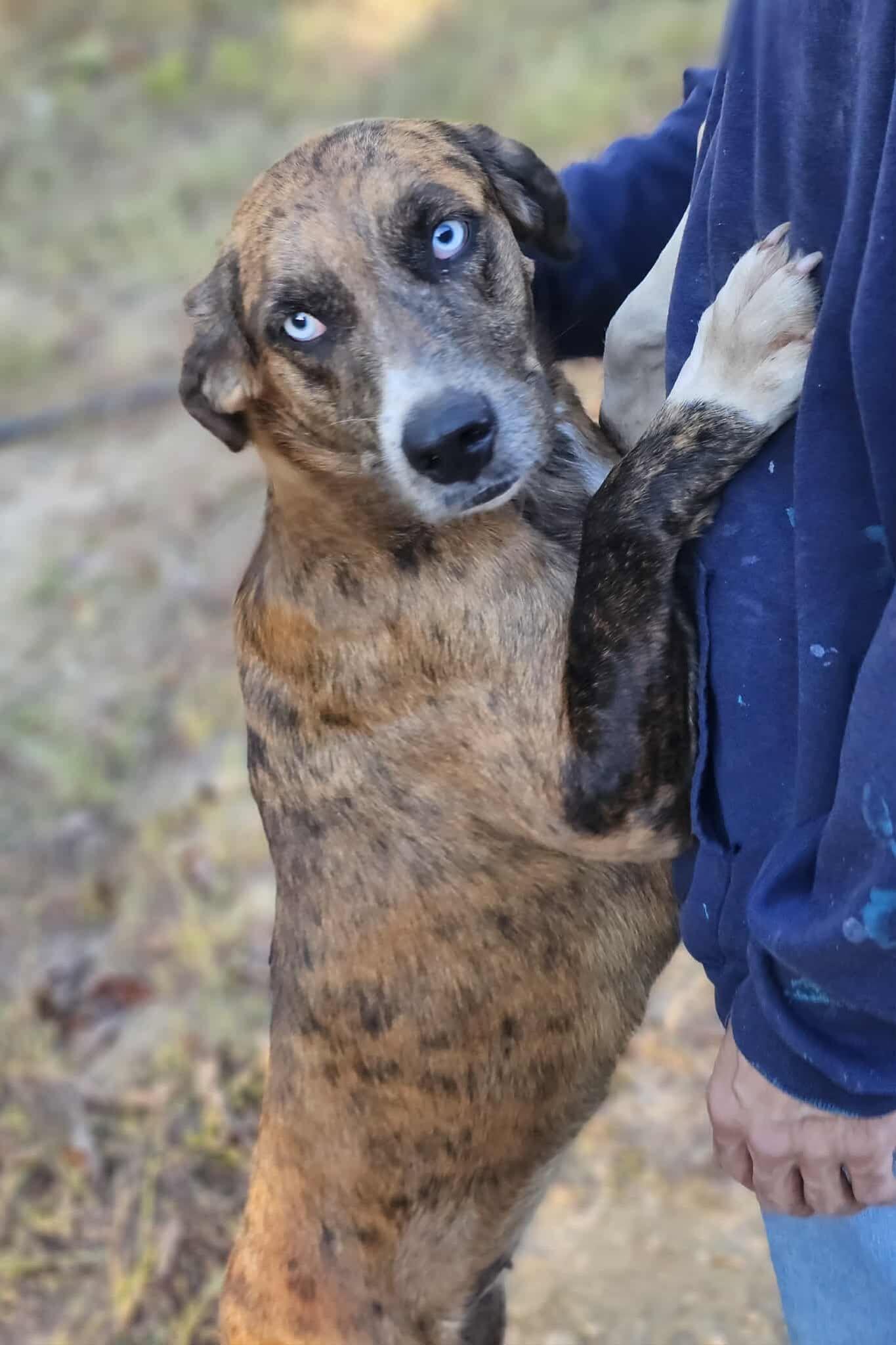 Enlarge Akia, a Adoptable Catahoula Leopard Dog in Fort Payne, AL image 1/5