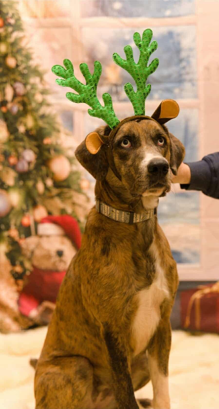 Enlarge Akia, a Adoptable Catahoula Leopard Dog in Fort Payne, AL image 2/5