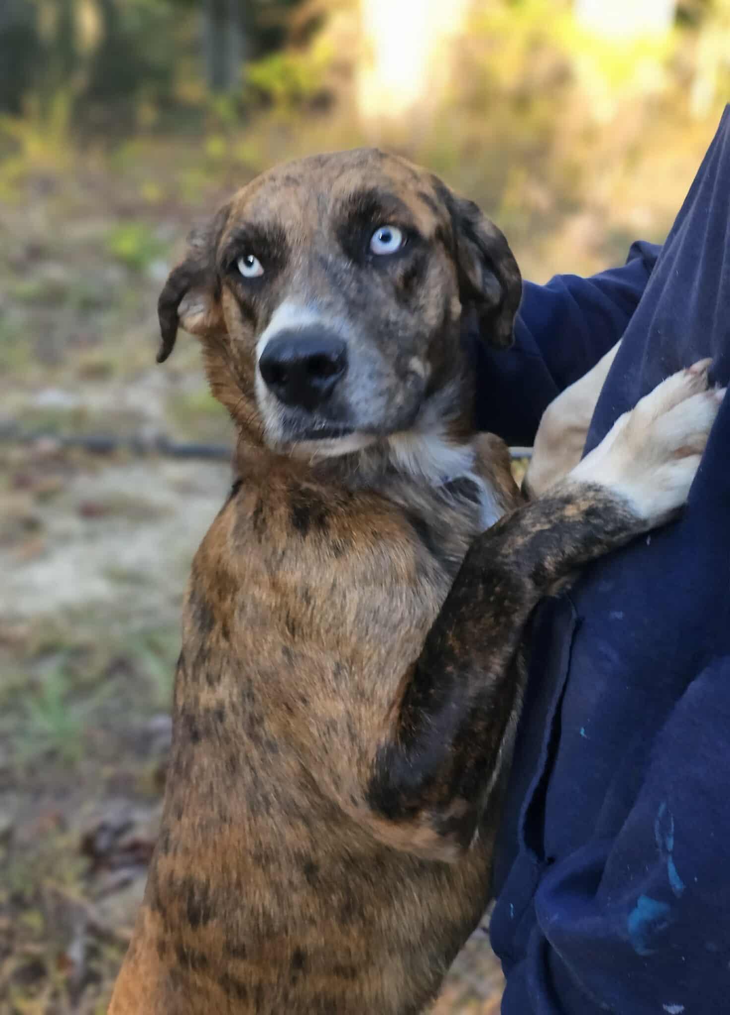 Enlarge Akia, a Adoptable Catahoula Leopard Dog in Fort Payne, AL image 3/5