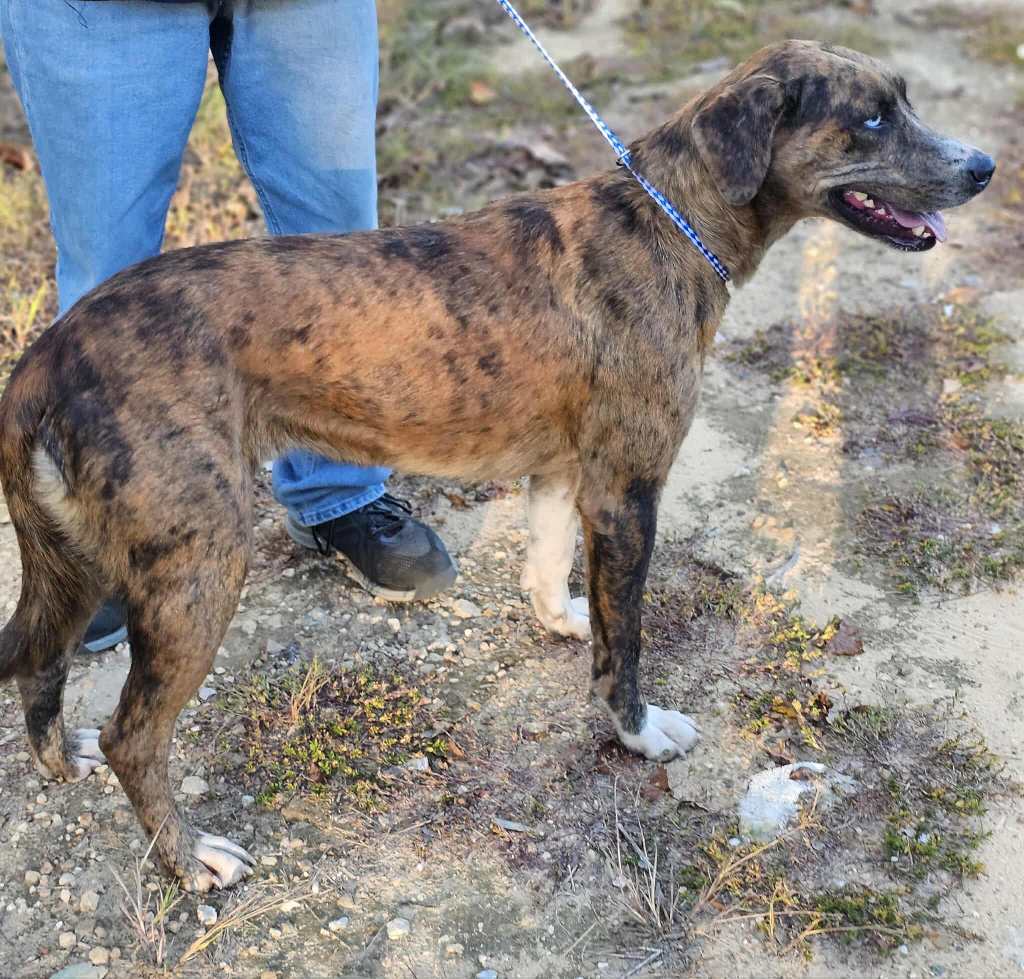 Enlarge Akia, a Adoptable Catahoula Leopard Dog in Fort Payne, AL image 4/5