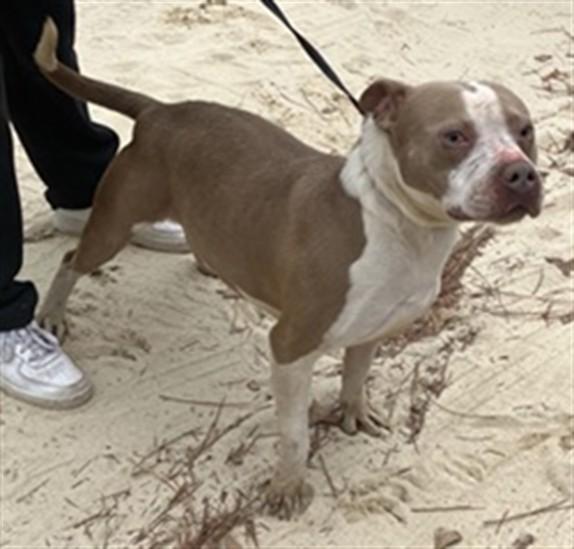 TOMMY, Adoptable, Young Male Pit Bull Terrier & Mixed Breed.