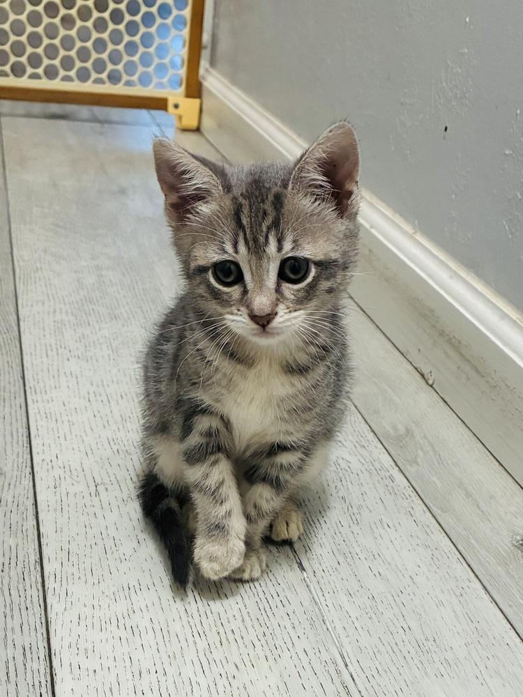 Victoria aka Vicky, Adoptable, Kitten Female Domestic Short Hair & Tabby.