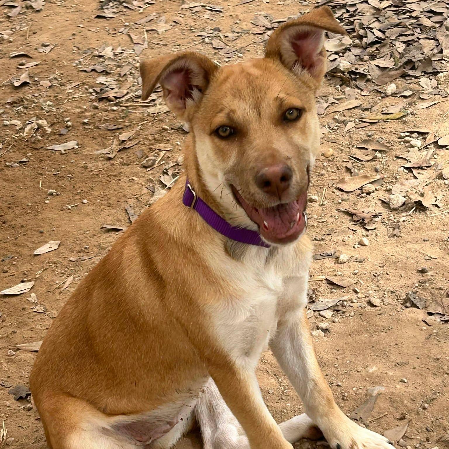 Enlarge Allie, a Adoptable mixed breed in Ann Arbor, MI image 2/6