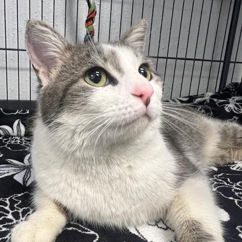 Enlarge T'ana, a Adoptable Domestic Medium Hair in Chaska, MN image 2/3