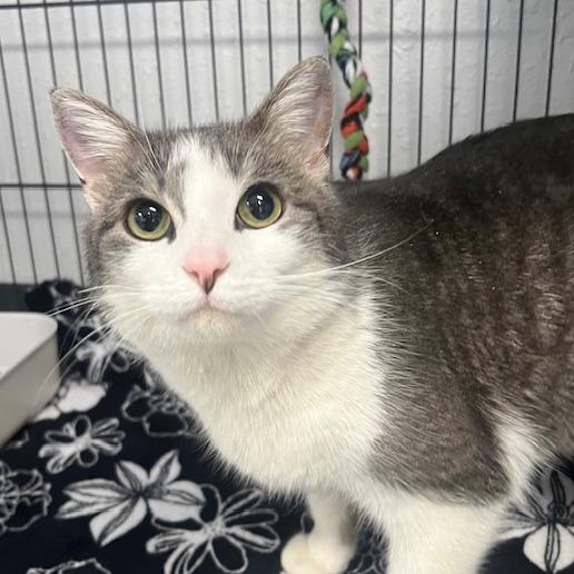 Enlarge T'ana, a Adoptable Domestic Medium Hair in Chaska, MN image 3/3