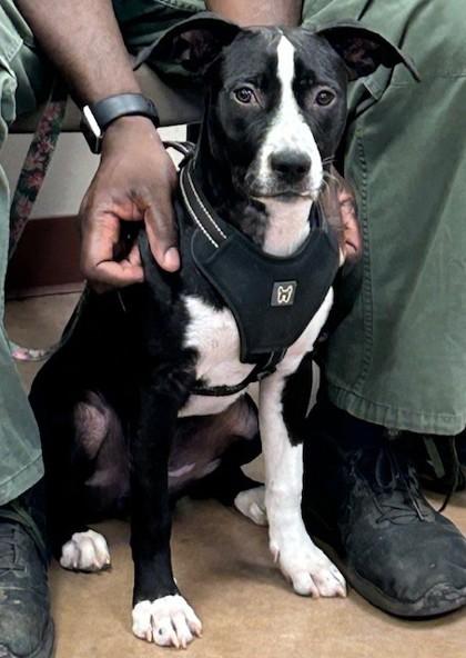 Cocomelon, Adoptable, Adult Female Cattle Dog & Labrador Retriever.