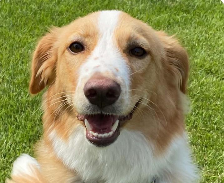 Roha, Adopted, Puppy Female Collie.