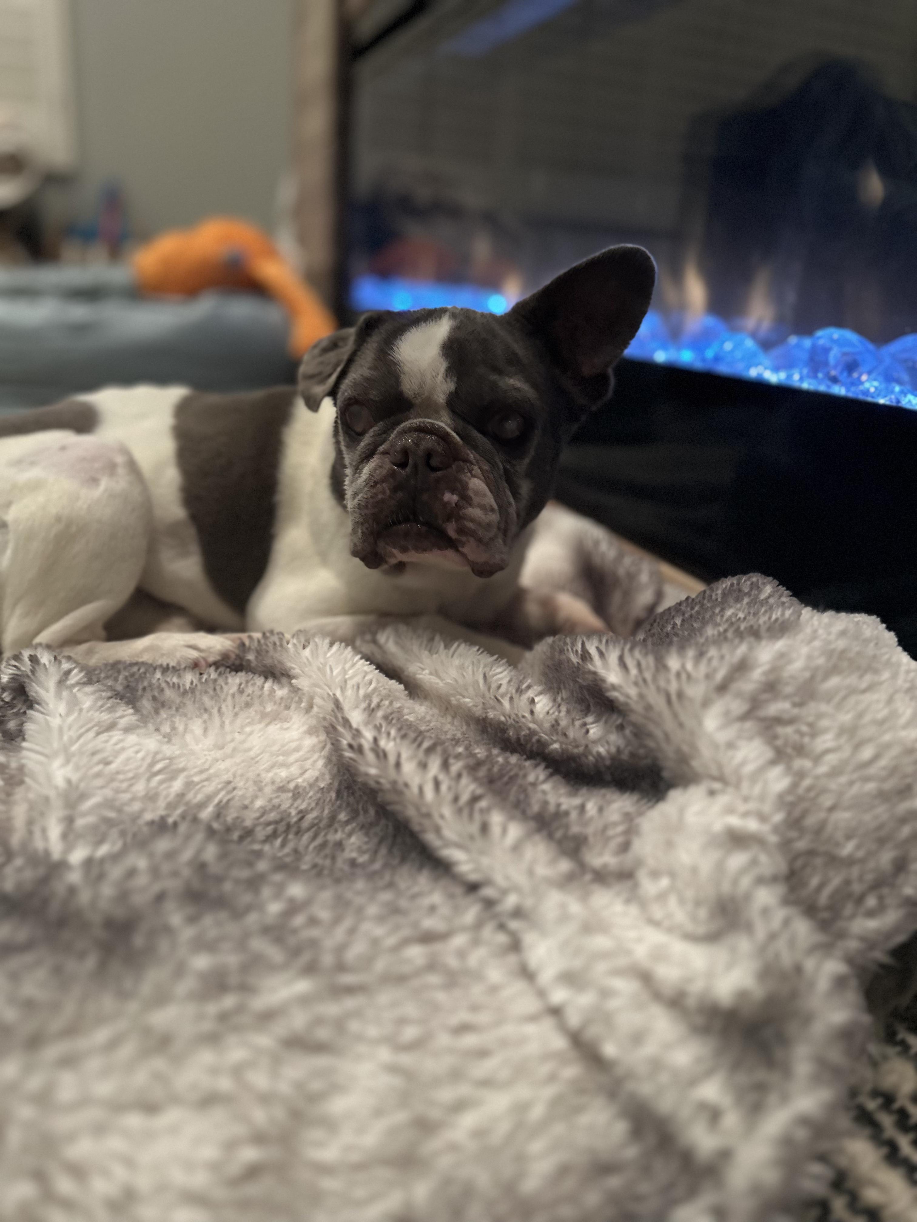 Mazzy, Adoptable, Senior Female French Bulldog.