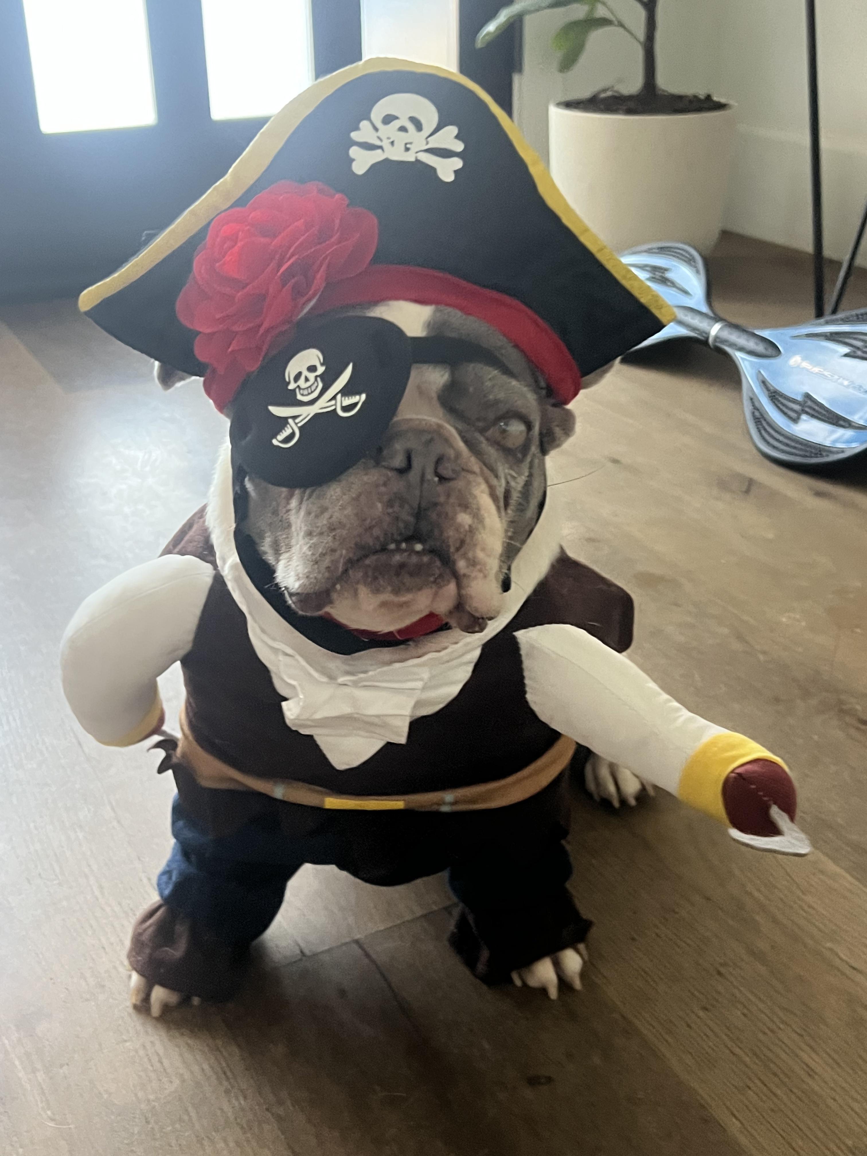 Enlarge Mazzy, a Adoptable French Bulldog in Murrieta, CA image 1/2