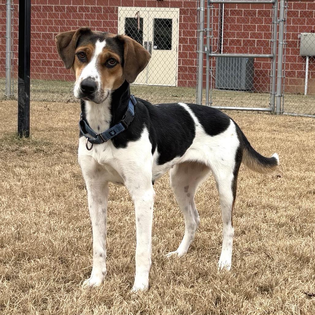 Daisy, Adoptable, Adult Female Hound.