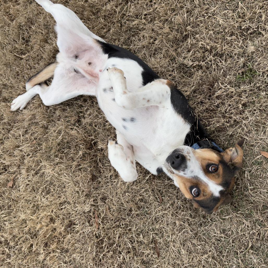 Daisy, a Adoptable mixed breed in Cabot, AR image 2/4