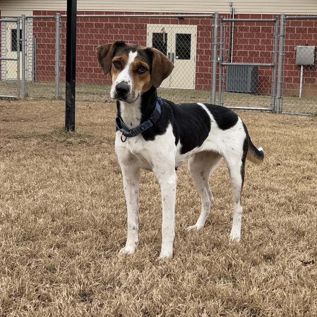 Daisy, a Adoptable mixed breed in Cabot, AR image 3/4