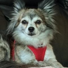 Enlarge Misha, a ADOPTABLE Chihuahua in Dayton, OH image 1/3
