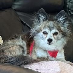 Enlarge Misha, a ADOPTABLE Chihuahua in Dayton, OH image 2/3