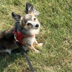 Enlarge Misha, a ADOPTABLE Chihuahua in Dayton, OH image 3/3