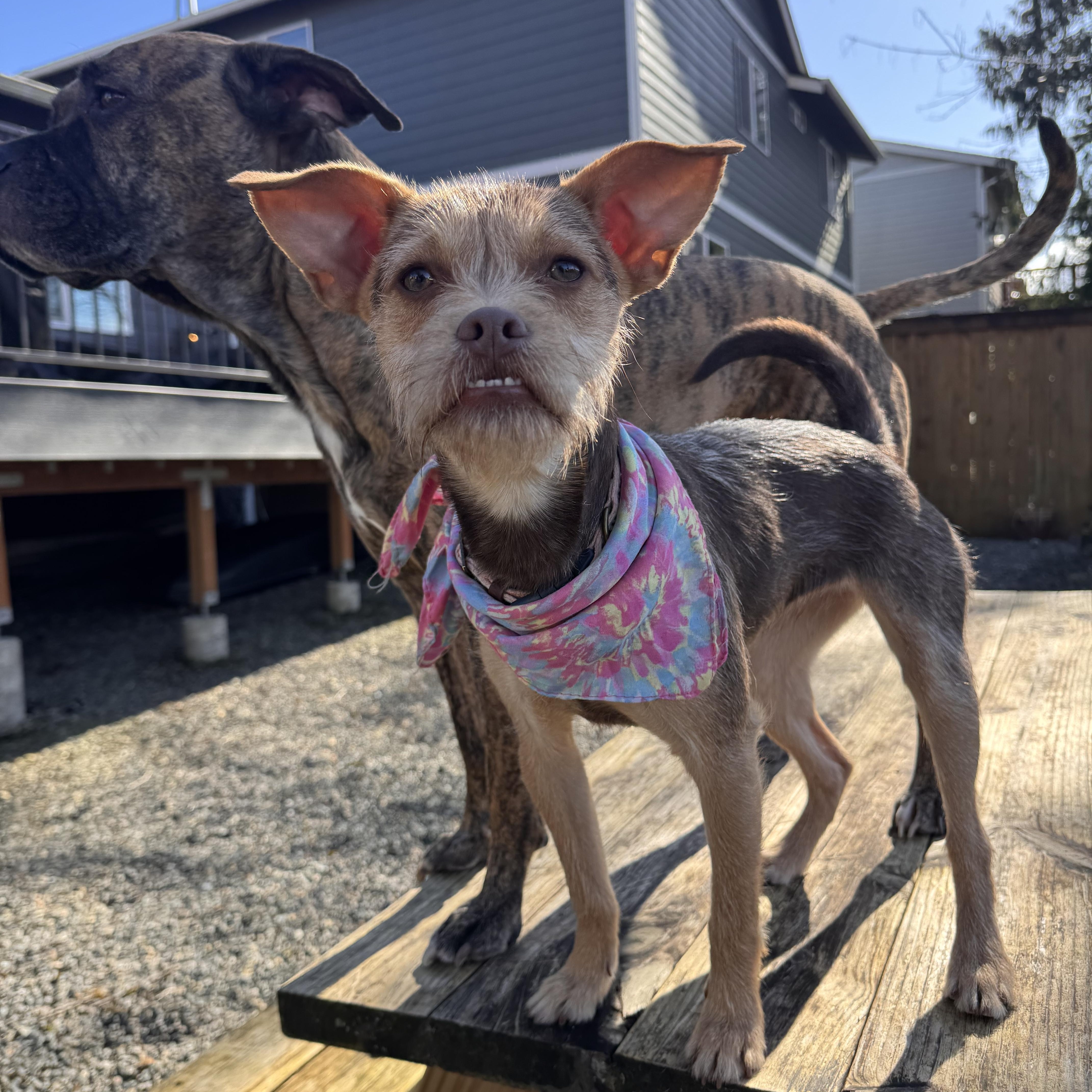 Enlarge Tilly , an adopted mixed breed in Auburn, WA image 2/6