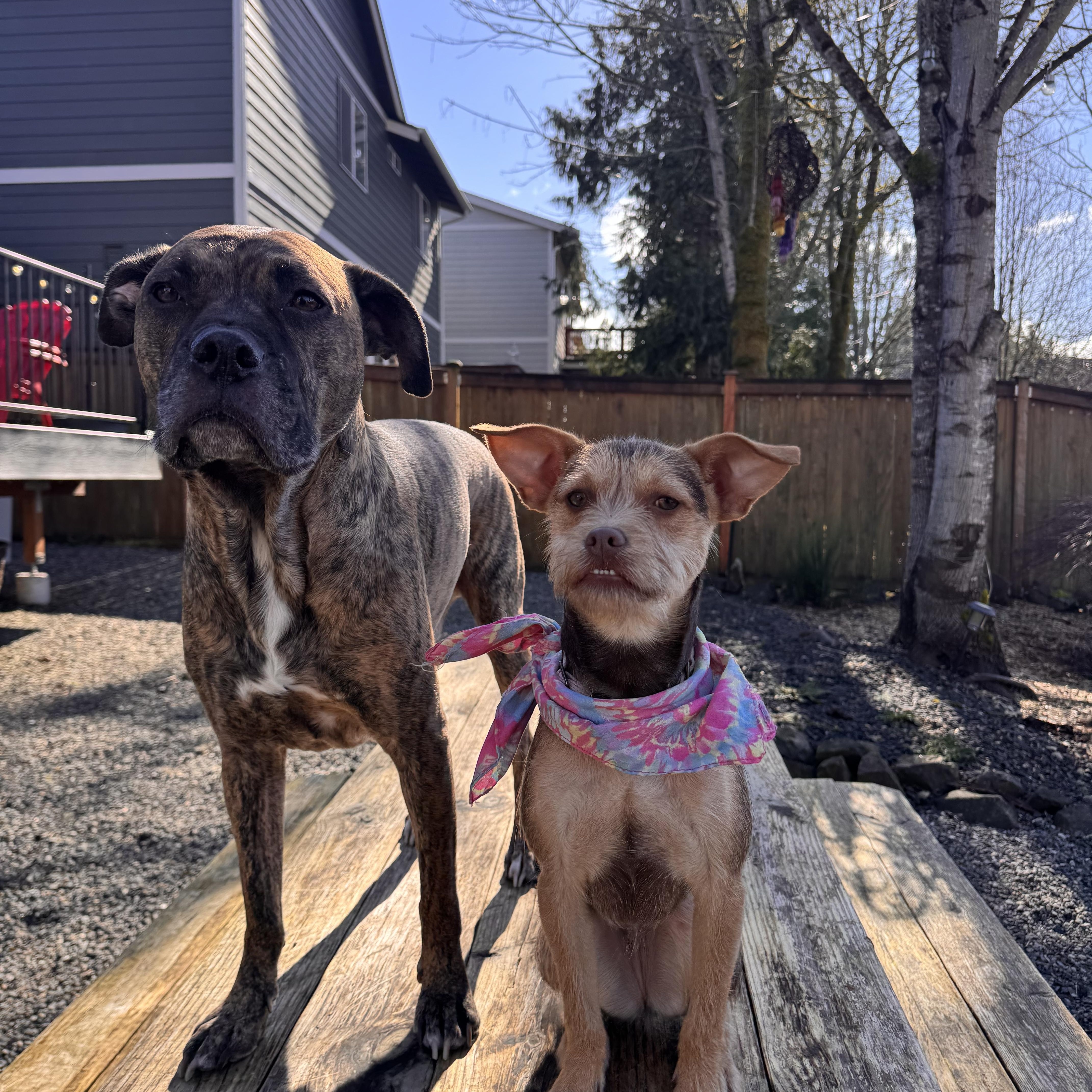 Enlarge Tilly , an adopted mixed breed in Auburn, WA image 6/6