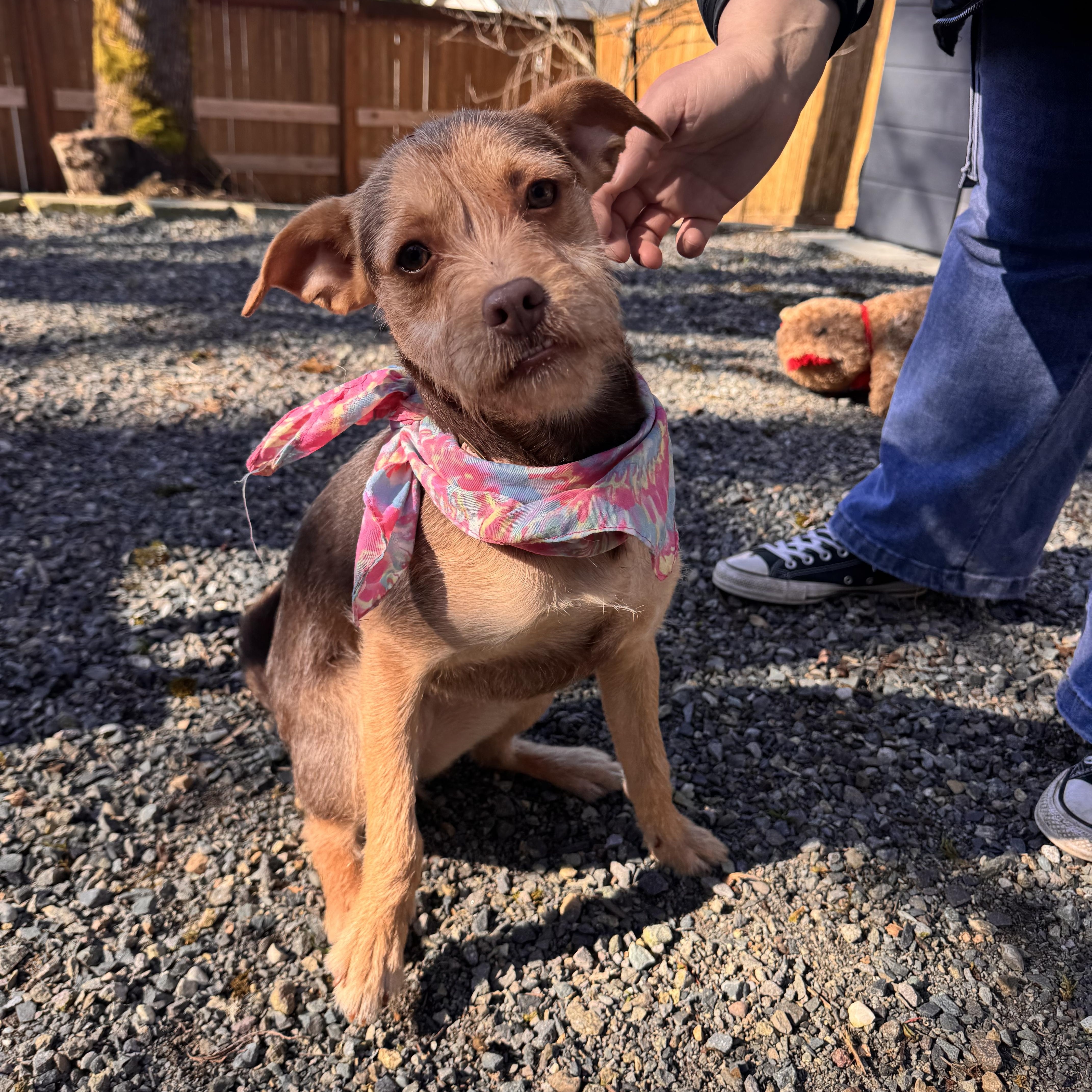 Enlarge Tilly , an adopted mixed breed in Auburn, WA image 4/6