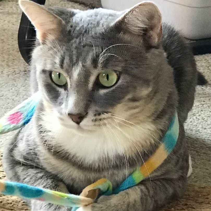 Willie, a Adoptable Tabby in Central Falls, RI image 3/6