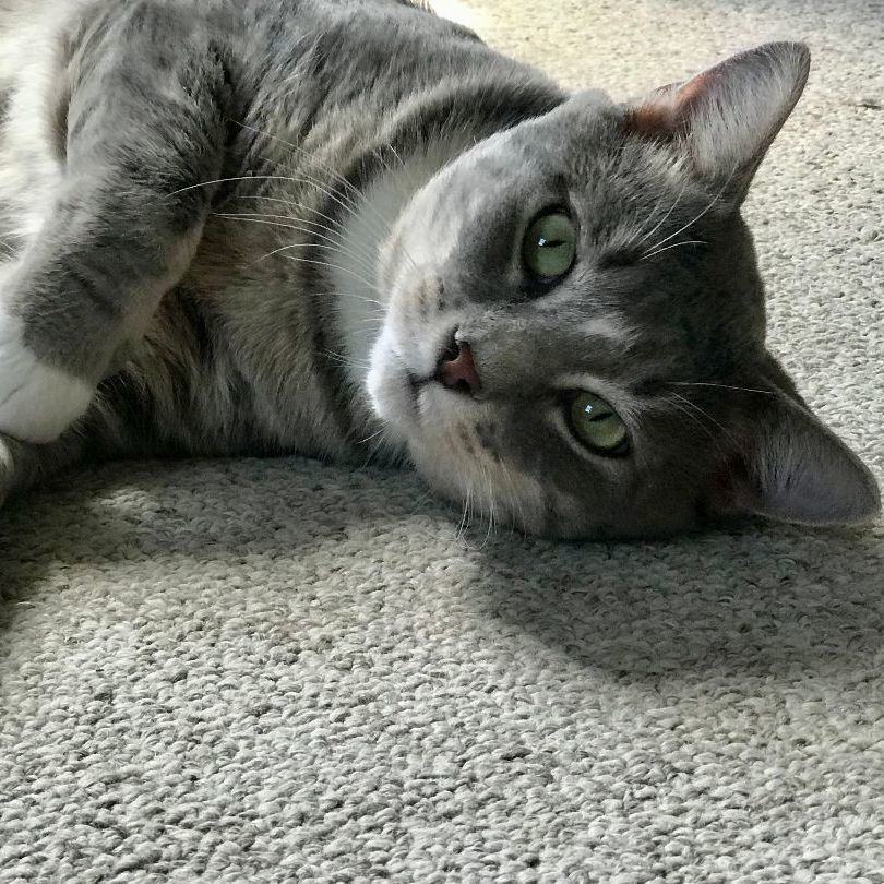 Willie, a Adoptable Tabby in Central Falls, RI image 4/6