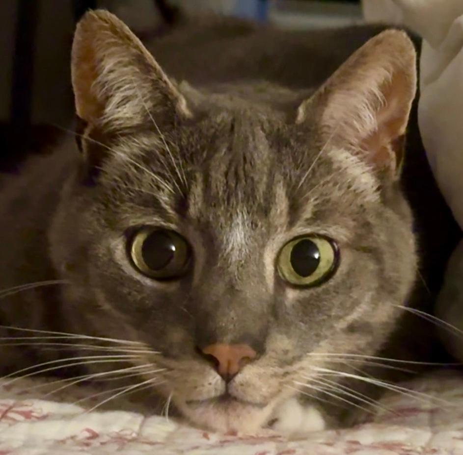 Willie, a Adoptable Tabby in Central Falls, RI image 2/6