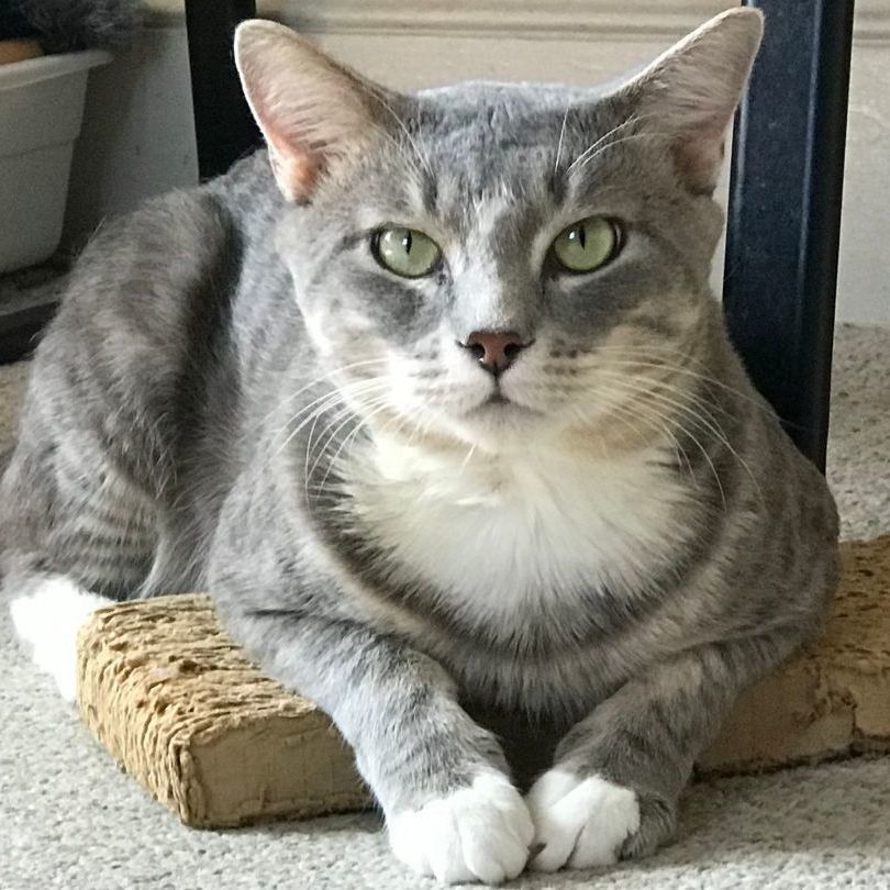 Willie, a Adoptable Tabby in Central Falls, RI image 5/6