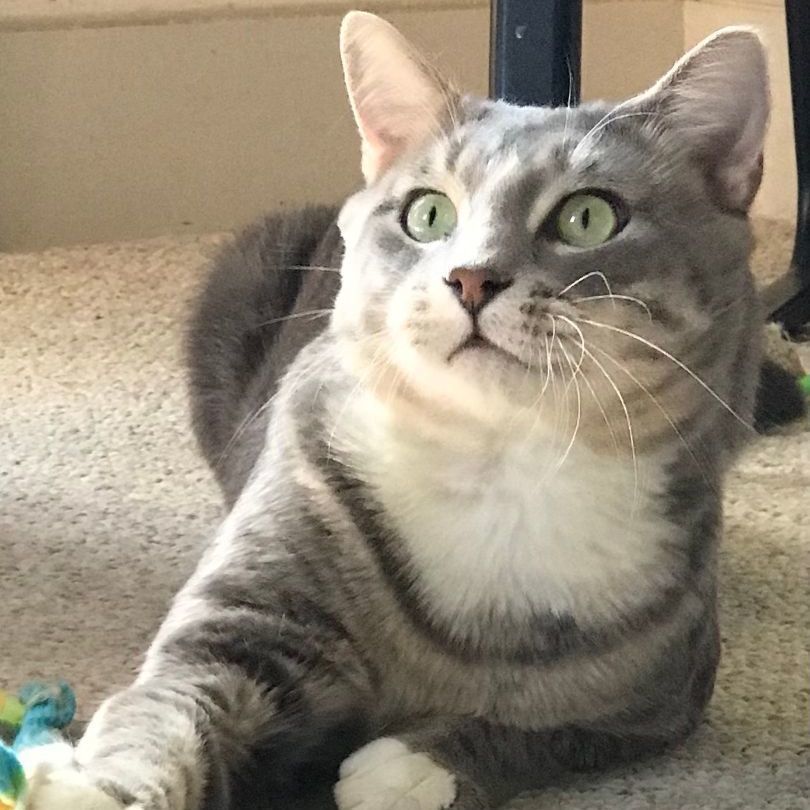 Willie, a Adoptable Tabby in Central Falls, RI image 6/6