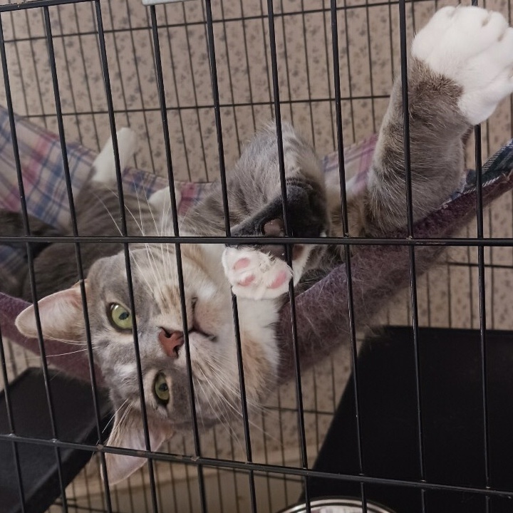 Willie, a Adoptable Tabby in Central Falls, RI image 2/6