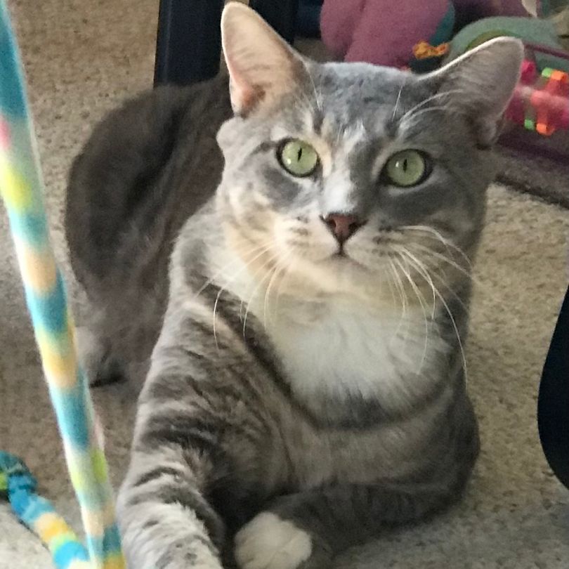 Willie, Adoptable, Adult Male Tabby.