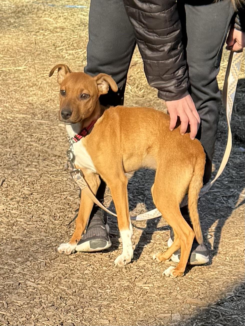 Sunny, ADOPTABLE, Puppy Female Black Mouth Cur & Feist.