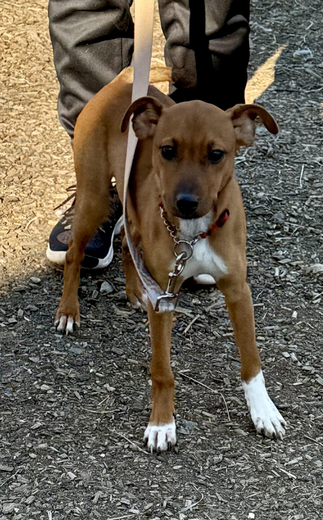 Enlarge Sunny, a ADOPTABLE mixed breed in Wanaque, NJ image 2/4